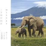 'CALL OF THE WILD' -2026 Calendar